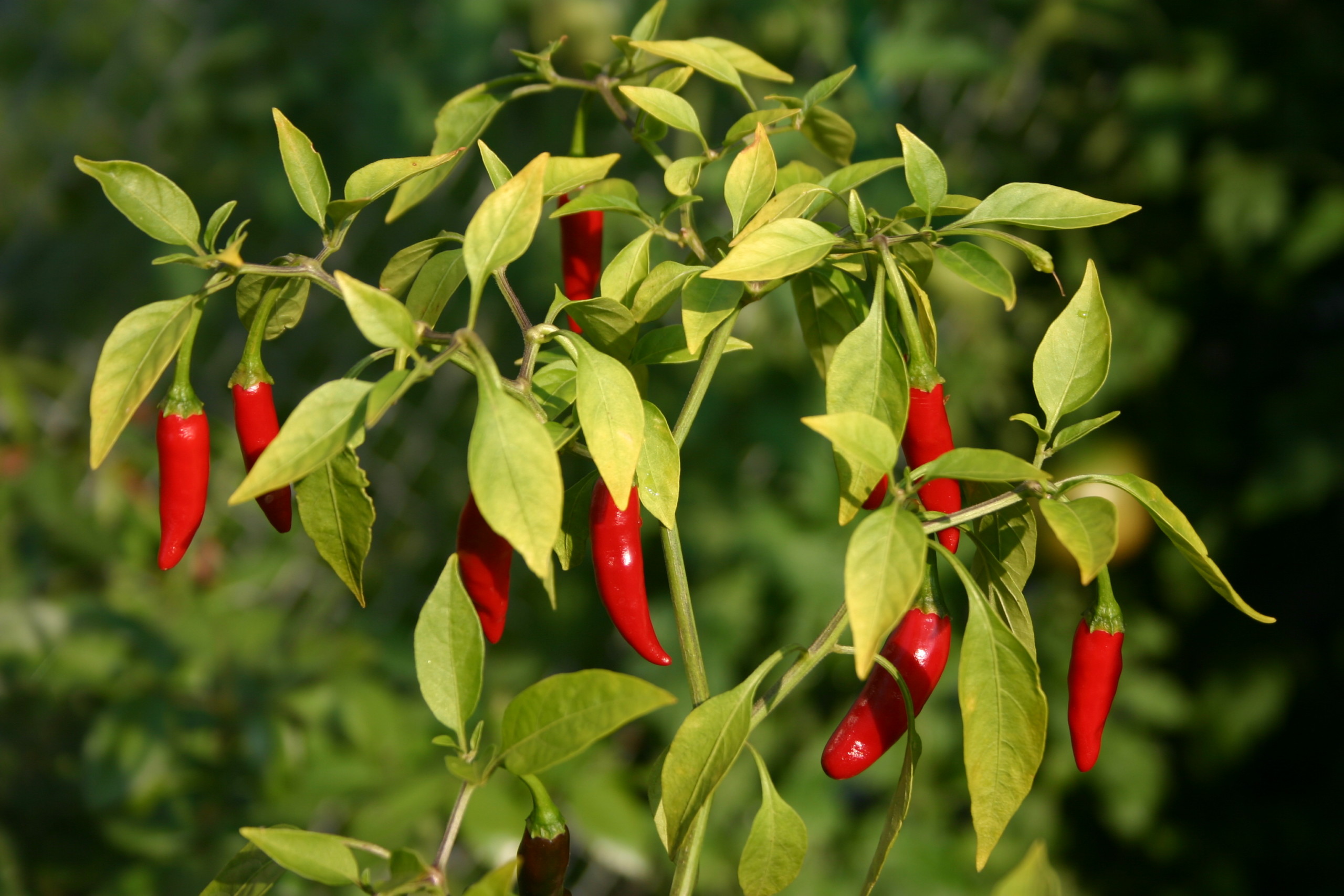 Coltivare Peperoncino